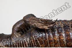 Crocodile